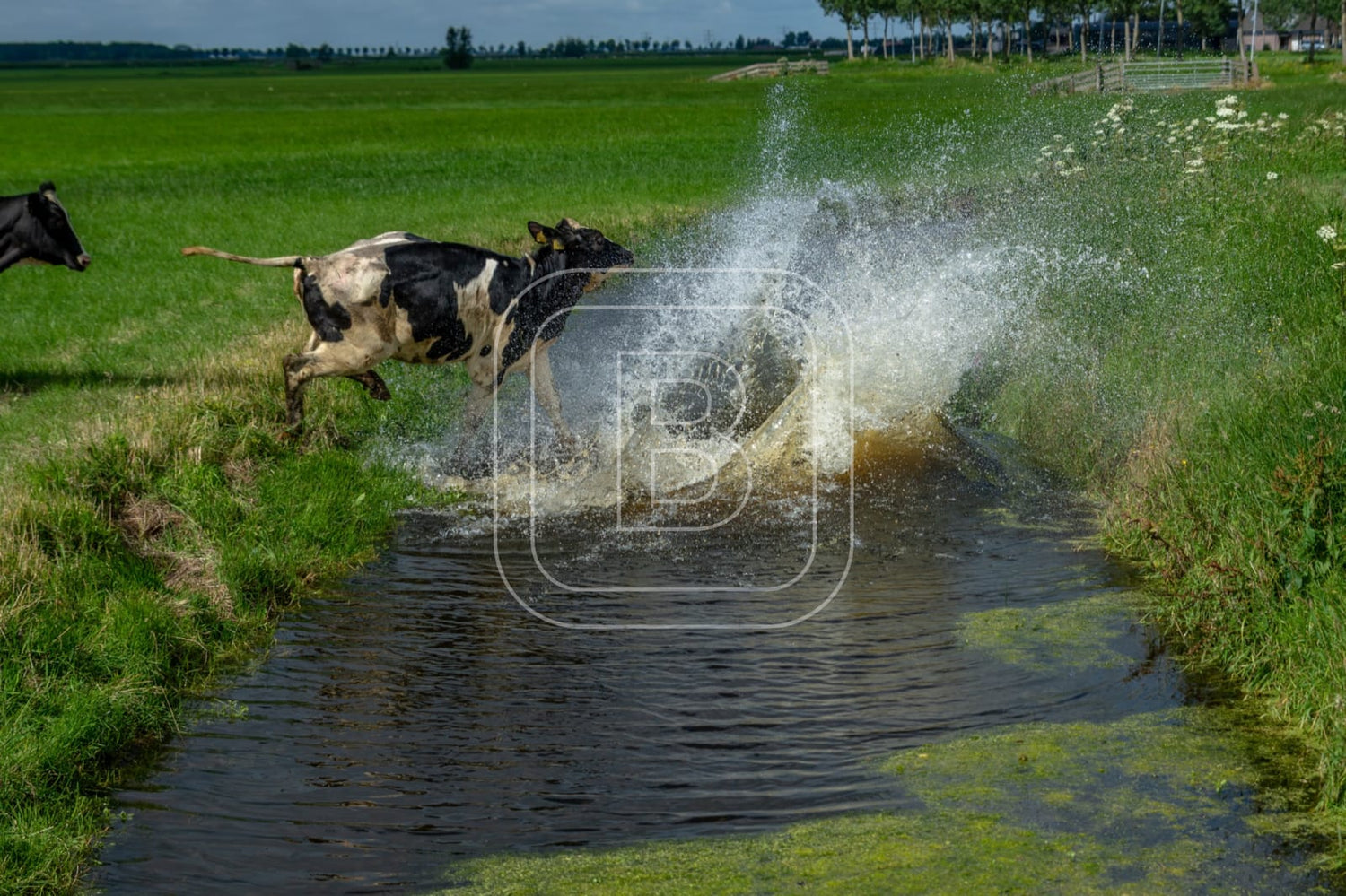 flora_en_fauna_koeien_liggend