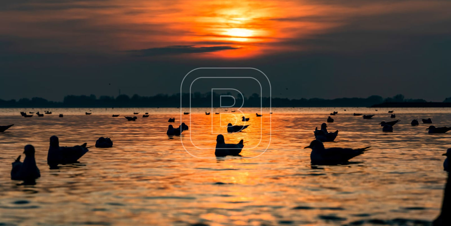 panorama_flora_en_fauna_gevogelte_liggend