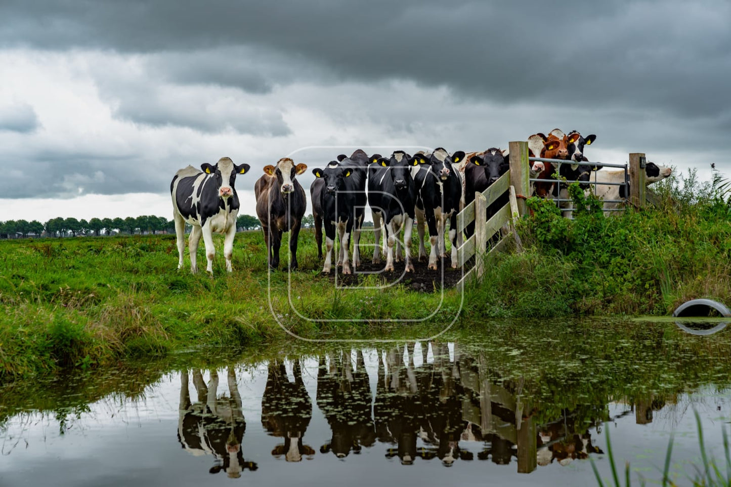 flora_en_fauna_koeien_liggend