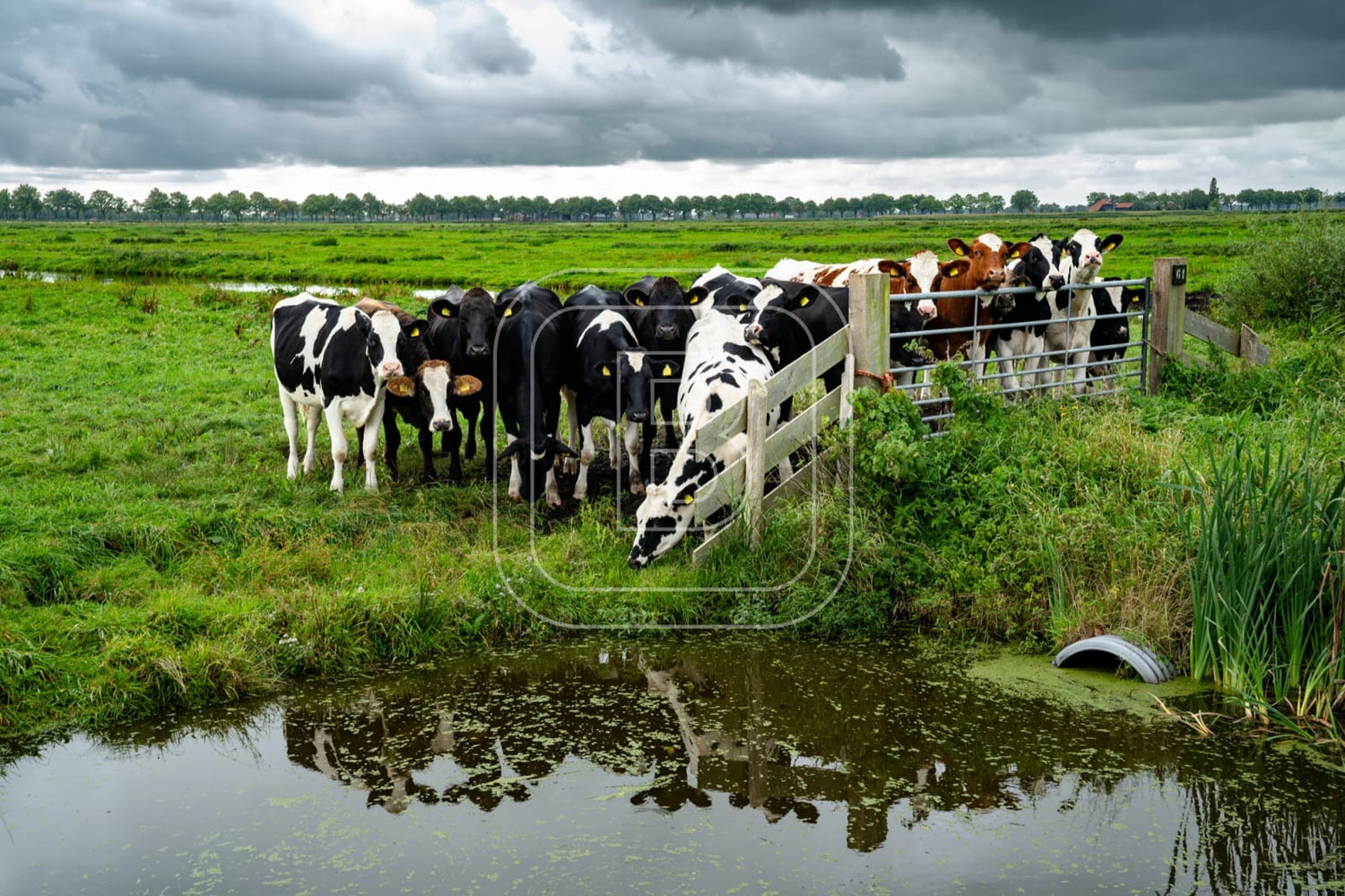 flora_en_fauna_koeien_liggend