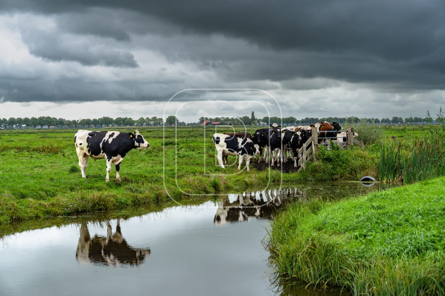 flora_en_fauna_koeien_liggend