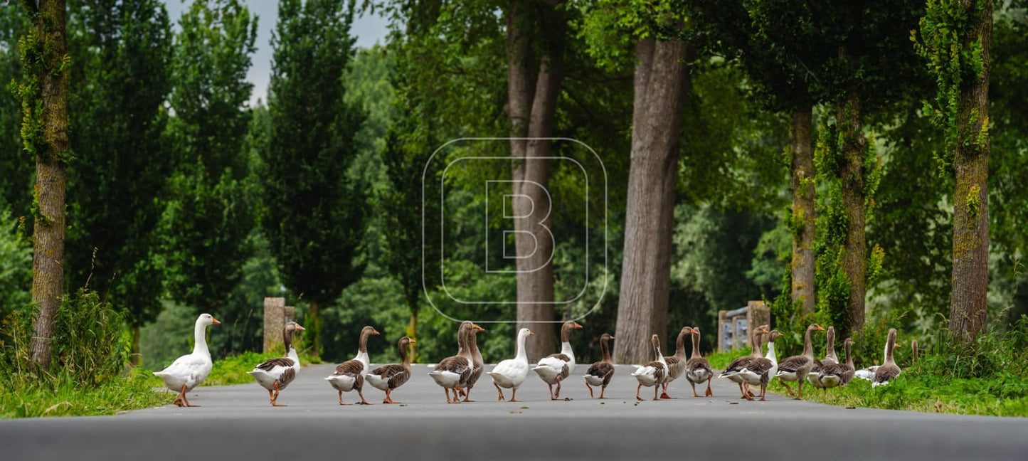 flora_en_fauna_ganzen_liggend