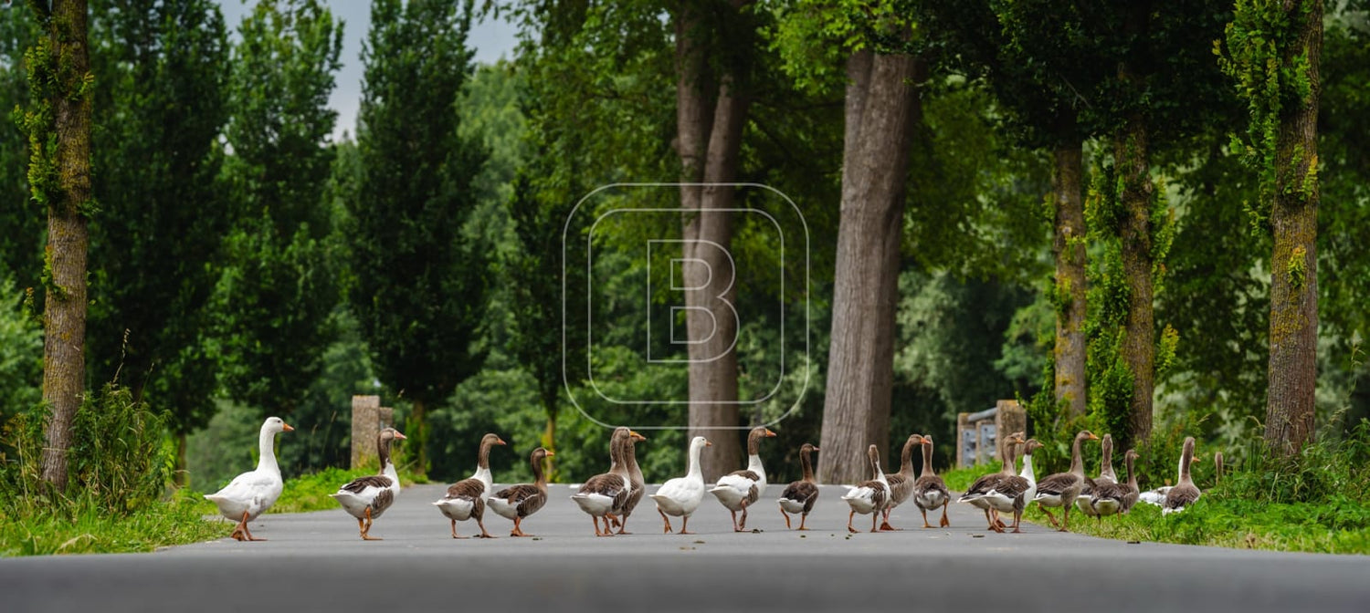 flora_en_fauna_ganzen_liggend