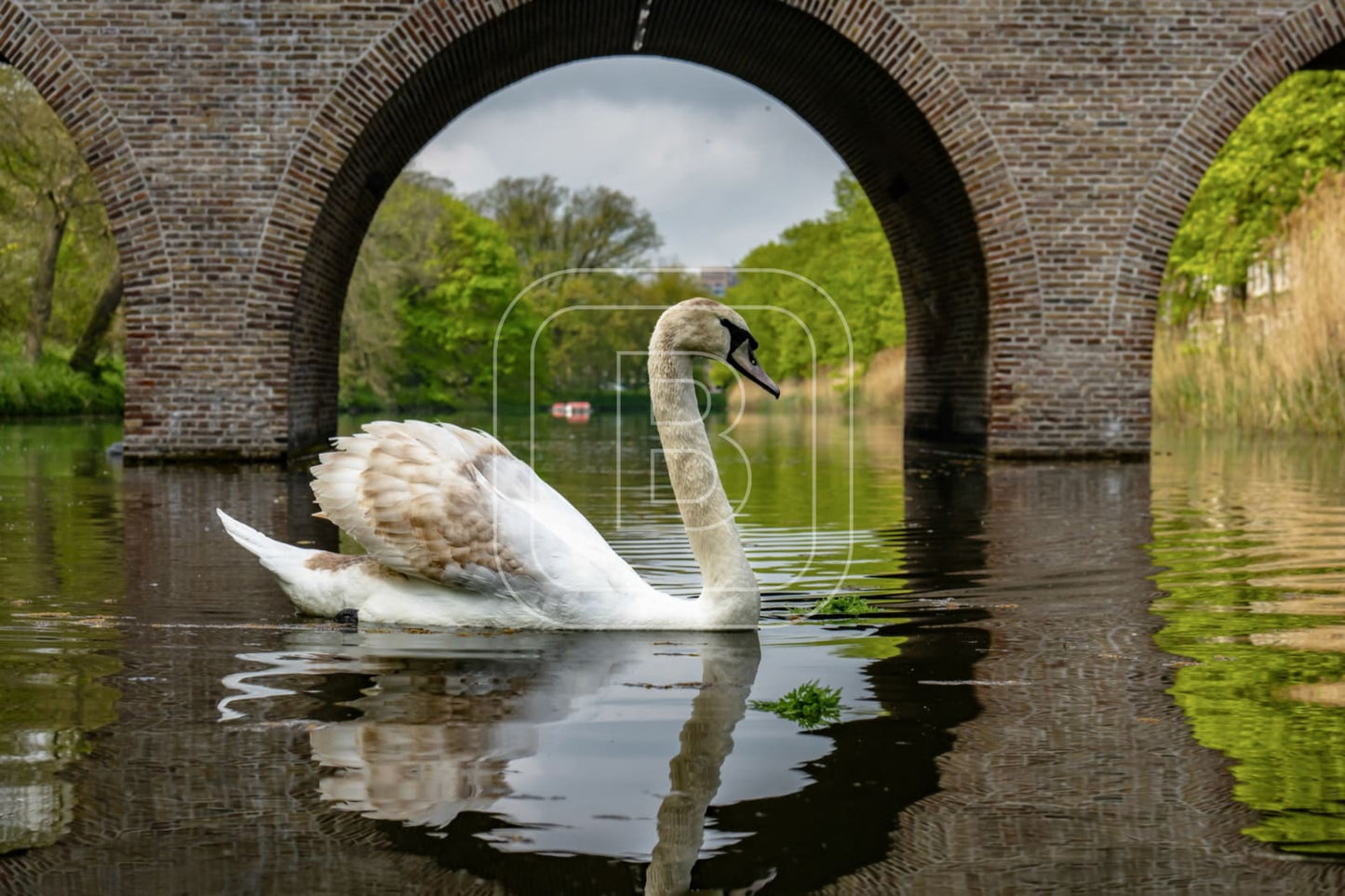 flora_en_fauna_zwanen_draafsingel_liggend