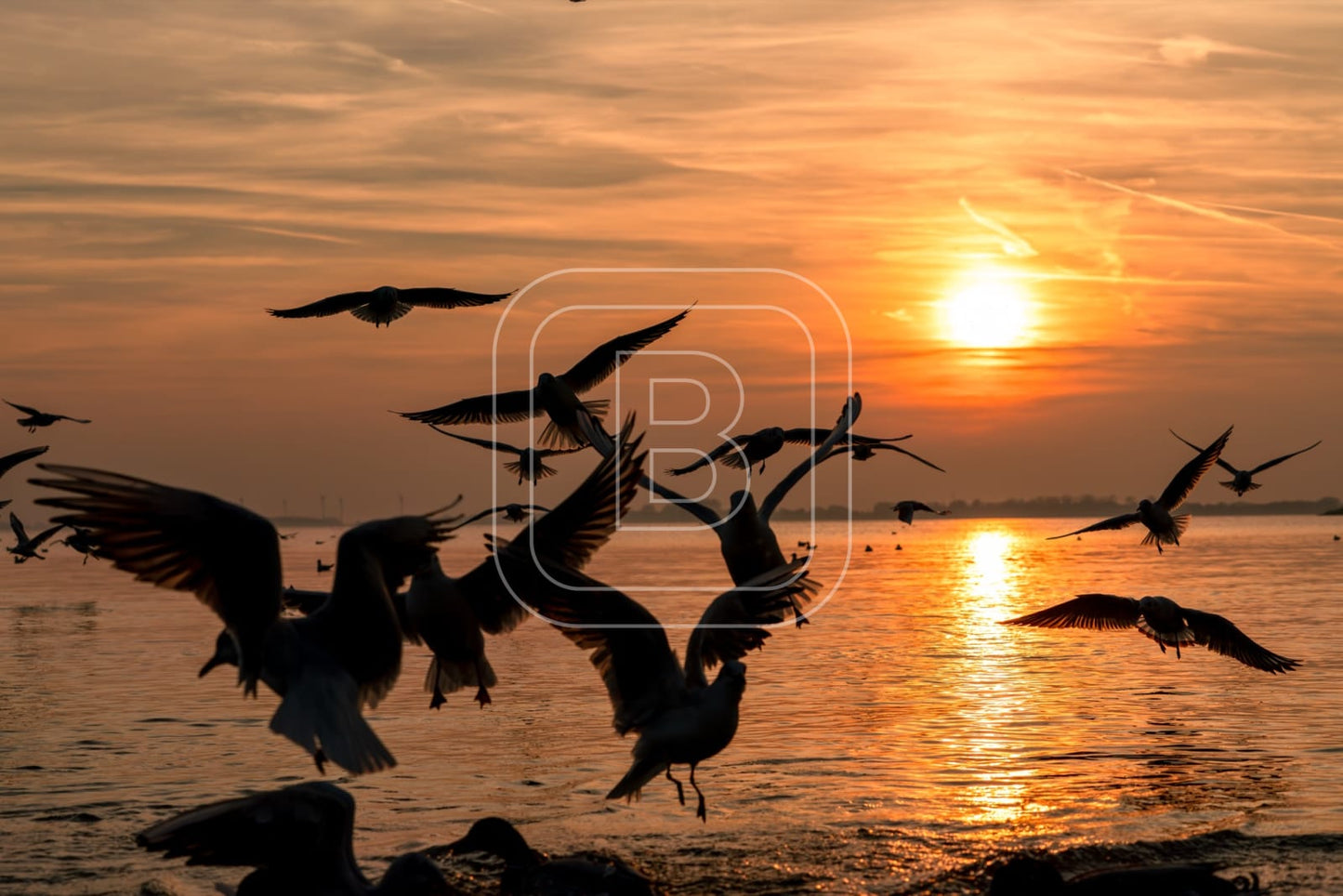 flora_en_fauna_meeuwen_liggend