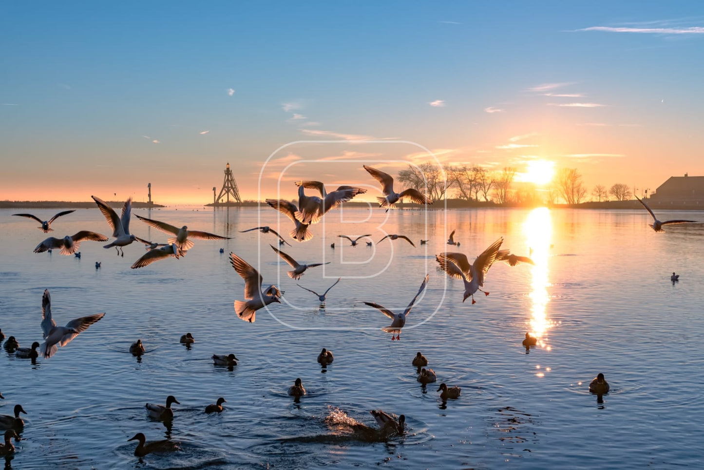 flora_en_fauna_havenlicht_meeuwen_liggend
