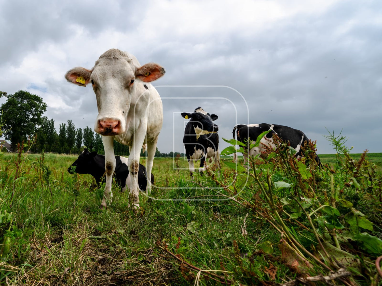 flora_en_fauna_koeien_liggend