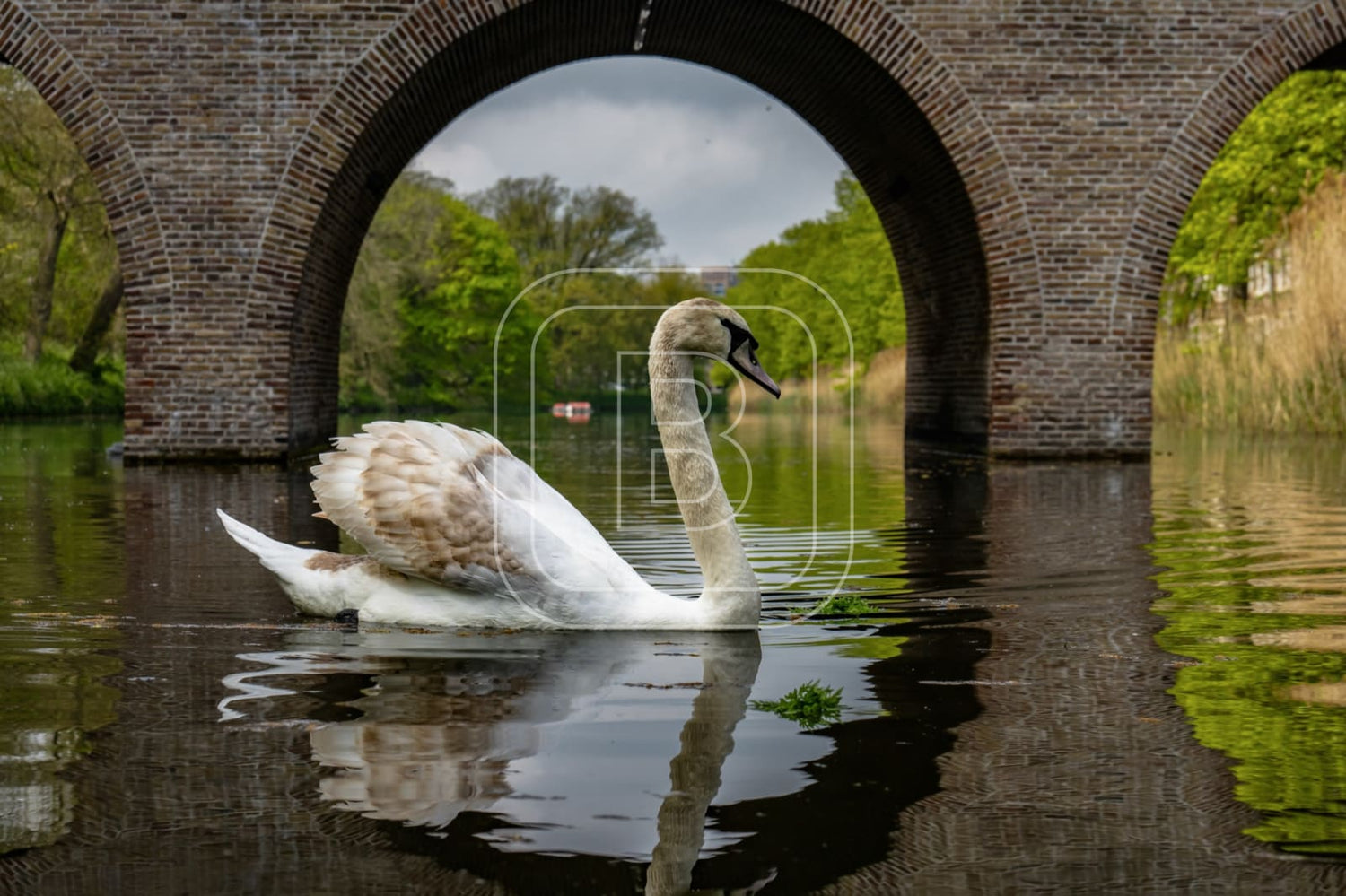 flora_en_fauna_zwanen_draafsingel_liggend