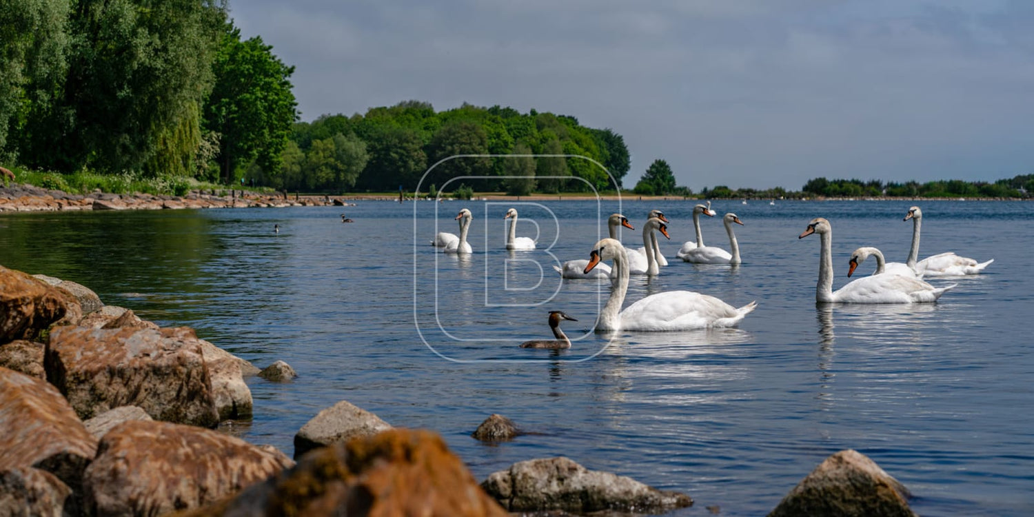 panorama_flora_en_fauna_zwanen_liggend