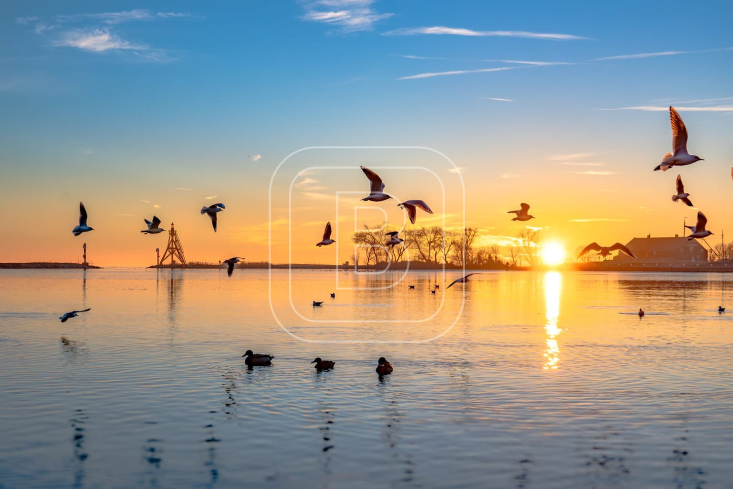 flora_en_fauna_havenlicht_meeuwen_liggend