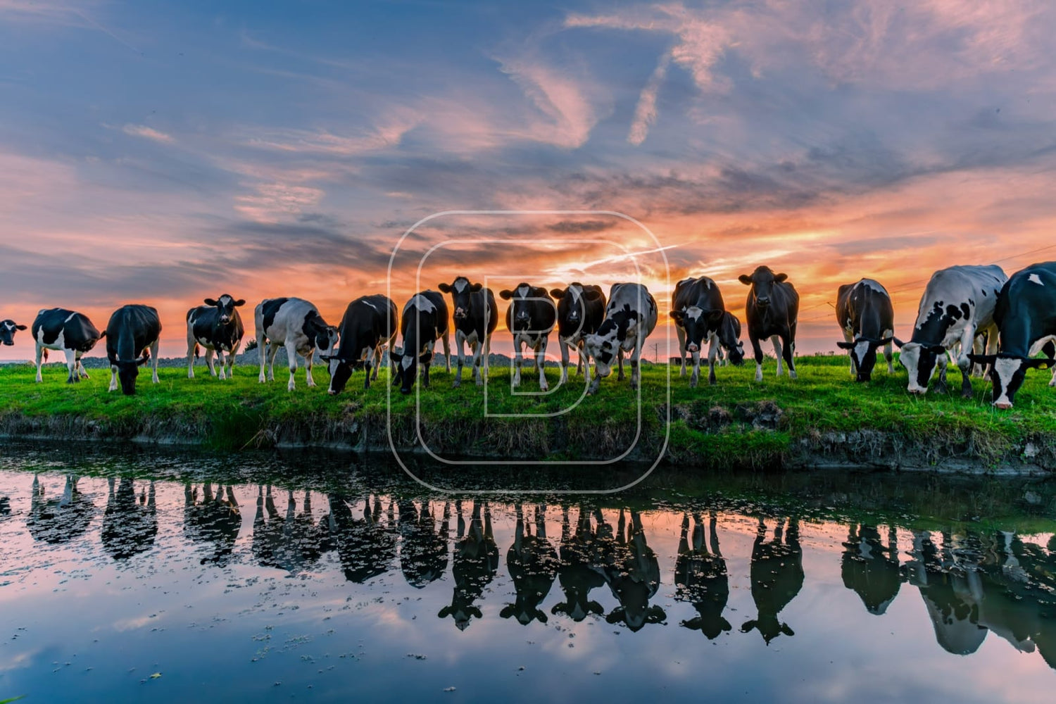 flora_en_fauna_koeien_liggend