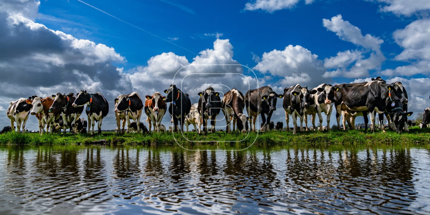 flora_en_fauna_koeien_liggend