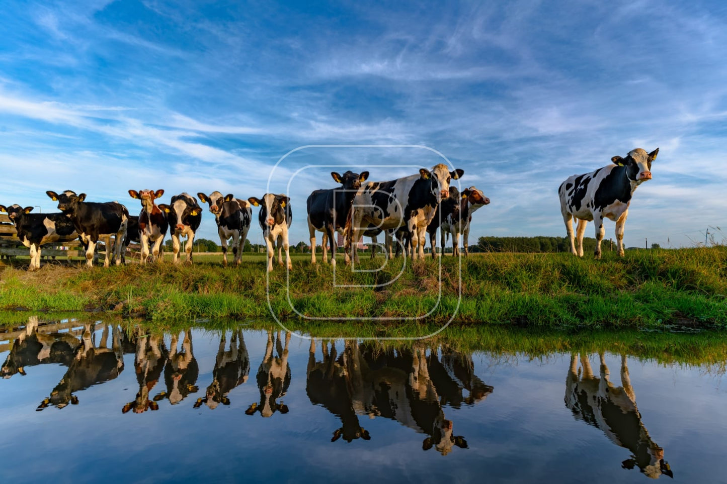 flora_en_fauna_koeien_liggend