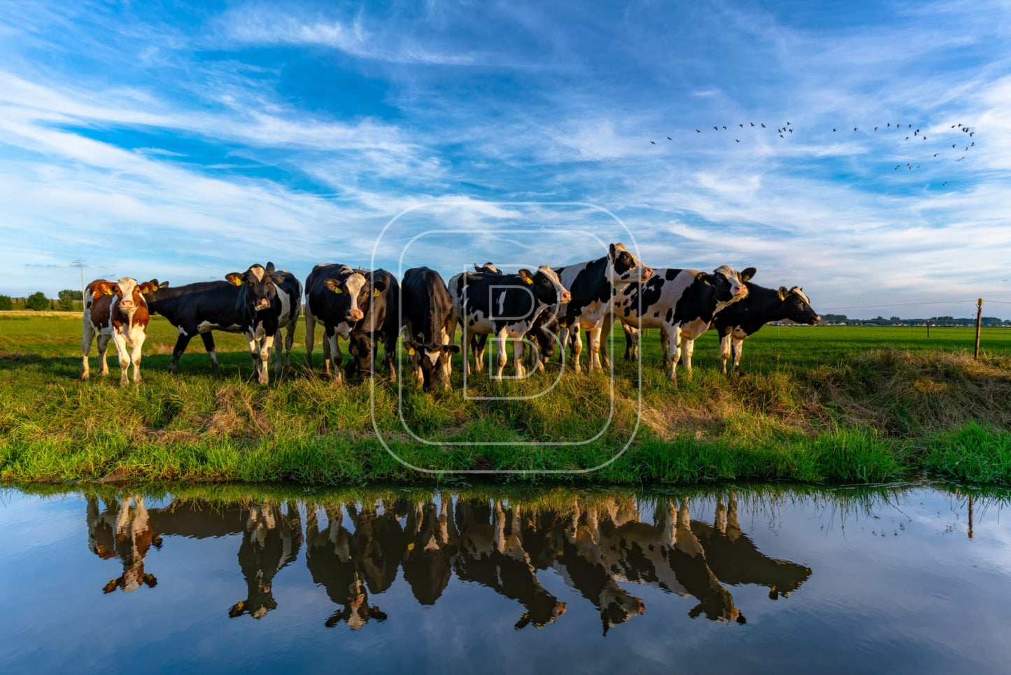 flora_en_fauna_koeien_liggend