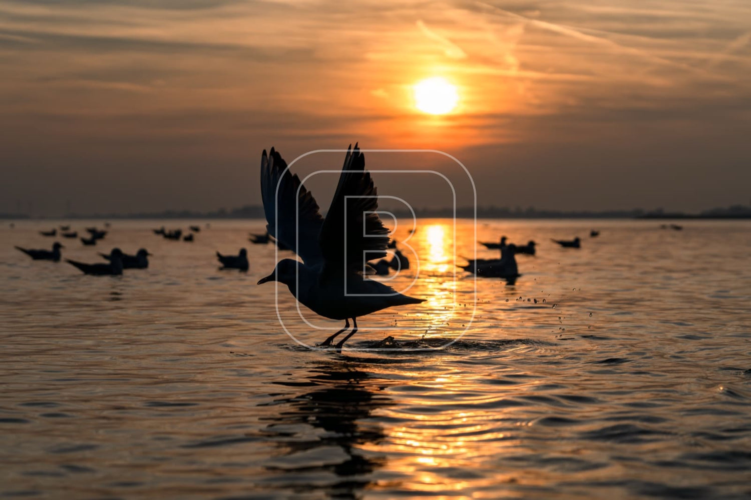 flora_en_fauna_meeuwen_liggend