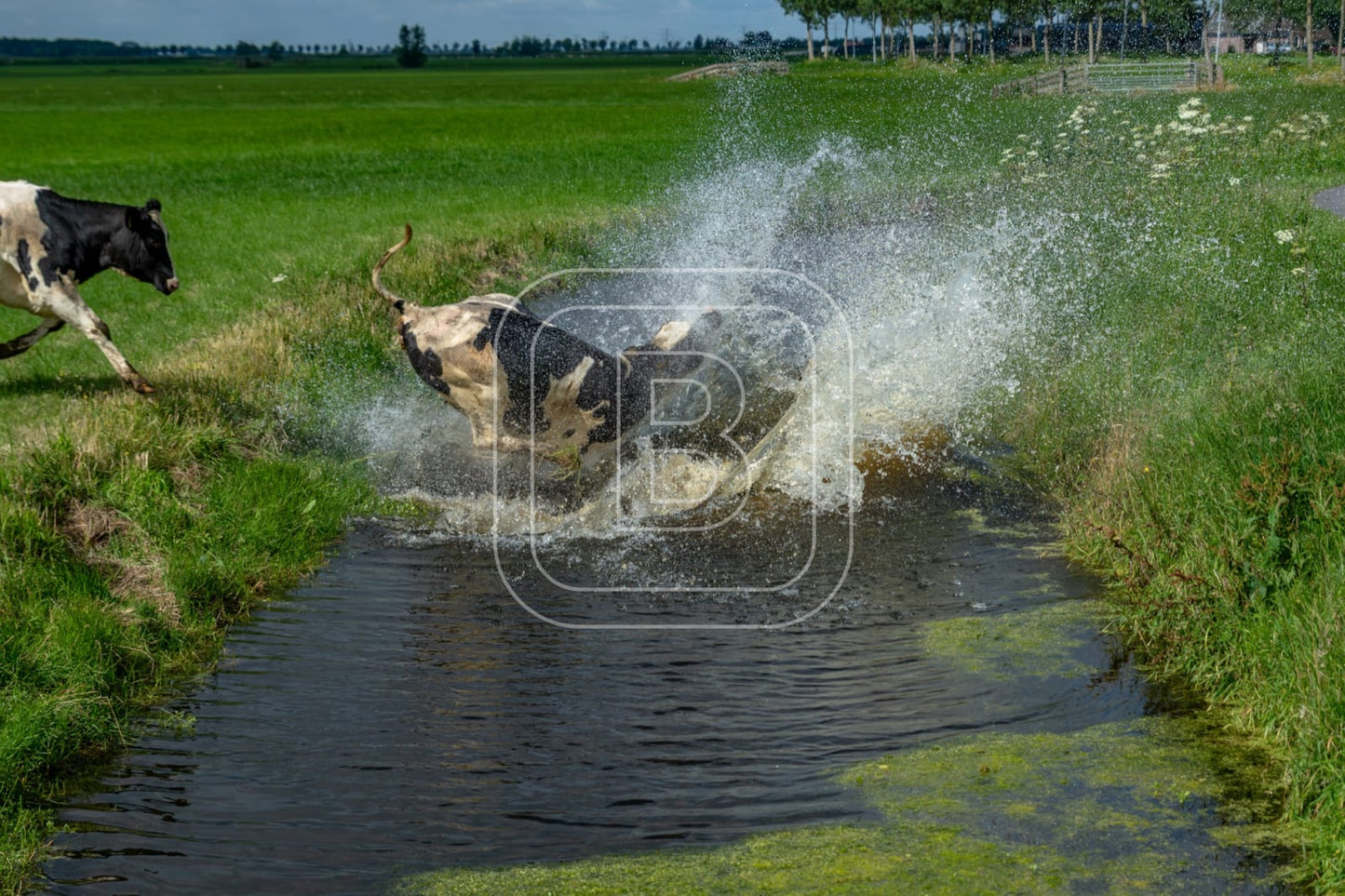 flora_en_fauna_koeien_liggend
