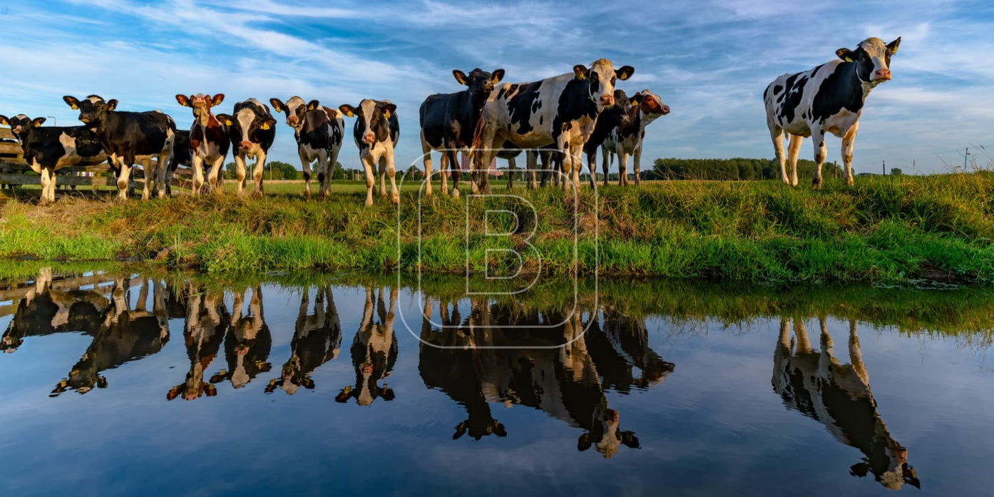 flora_en_fauna_koeien_liggend